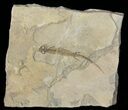 Permian Branchiosaur (Amphibian) Fossil - Germany #50851-1